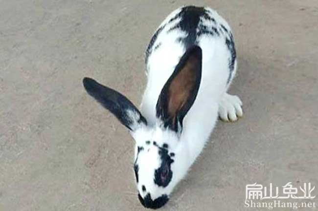 福建花兔養殖