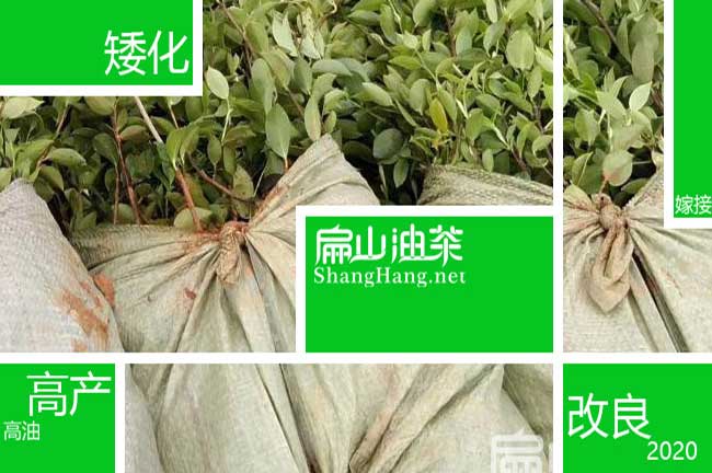 江蘇油茶（chá）苗批發