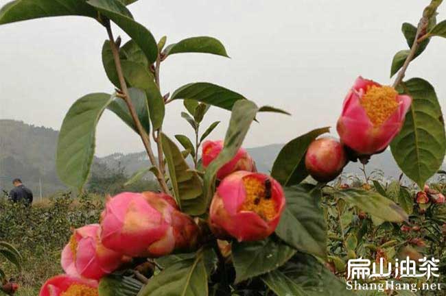 紅花茶樹苗（miáo）