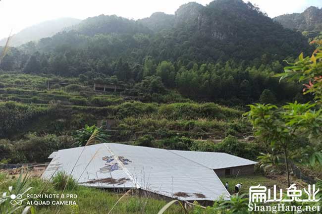 福建養竹鼠基地