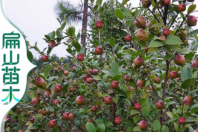 油茶品種