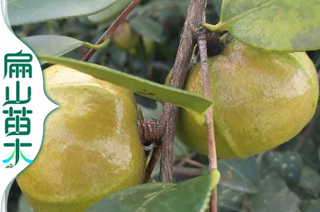 茶果種植（zhí）