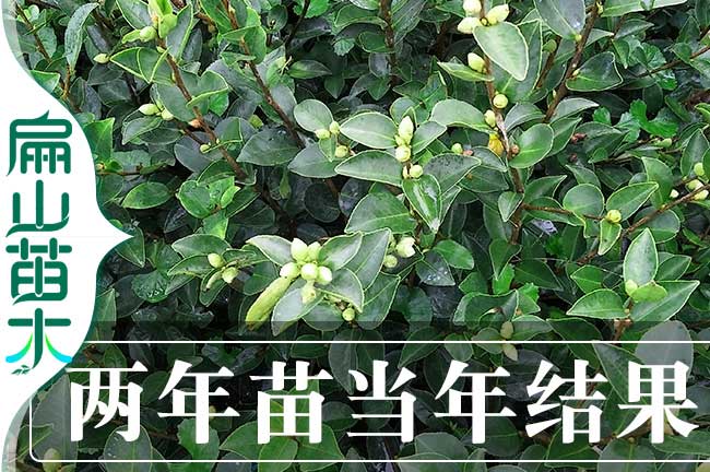 當年（nián）掛（guà）果油茶苗