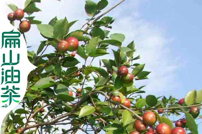 閩優油（yóu）茶苗