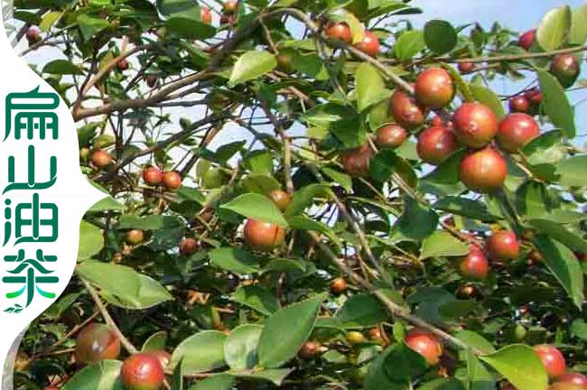 白花油茶樹