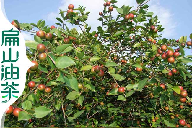 油茶修剪