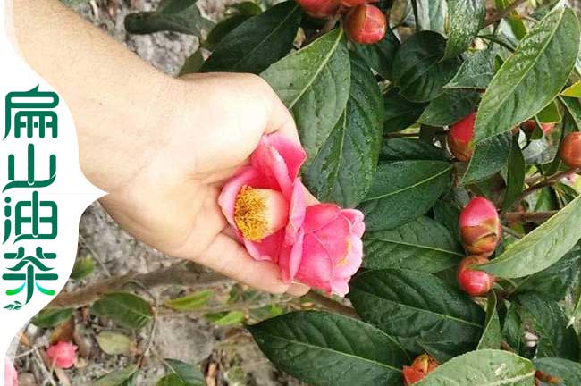 紅花大果油茶