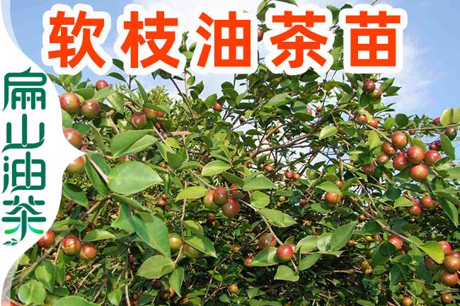 九江軟枝油茶苗