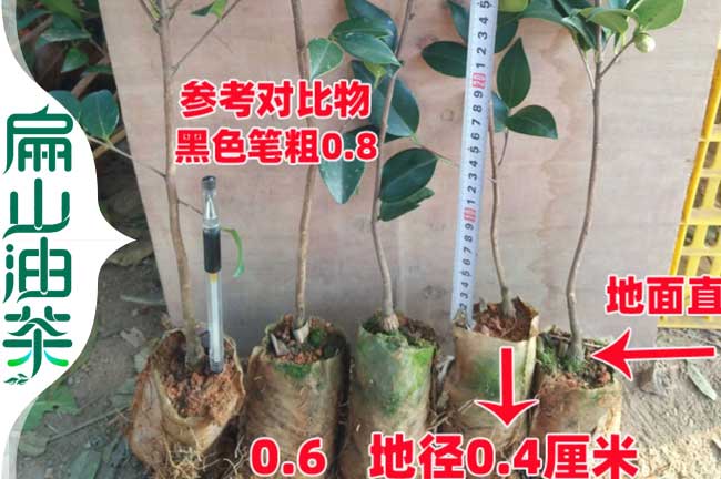 長林53號油茶苗