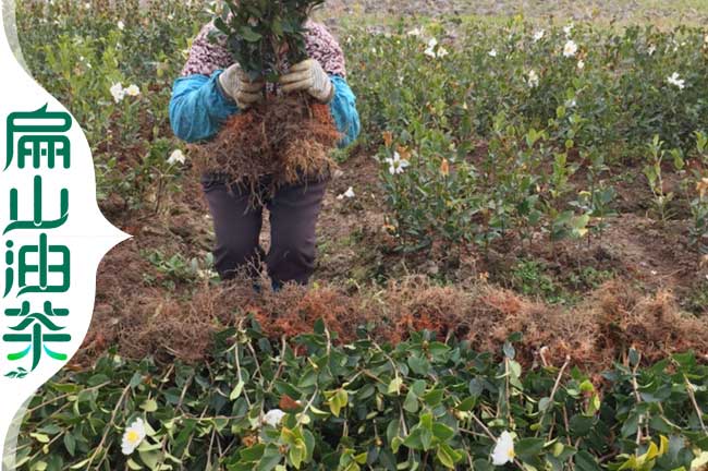 長林油茶苗