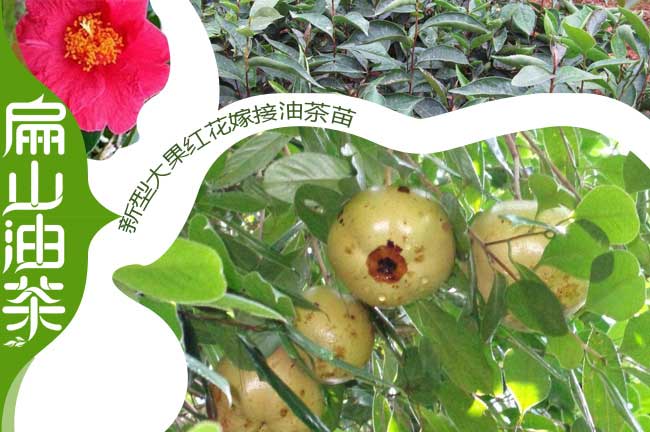 廣西油茶樹苗隻開花不（bú）結果的原因掉花果結果少-扁山油茶