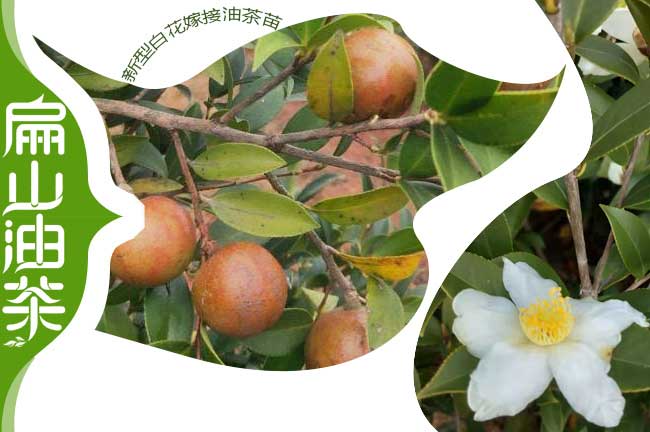 白花中小果油茶（chá）樹苗