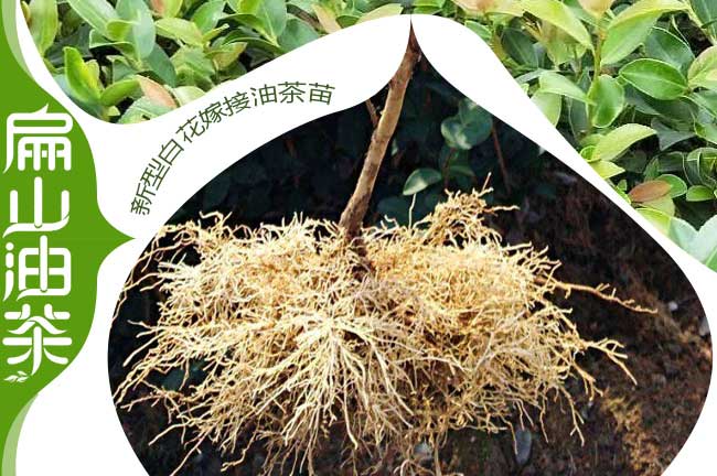 嫁接油（yóu）茶苗（miáo）