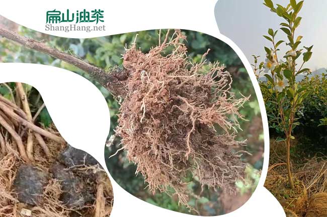 宜春油（yóu）茶苗批發