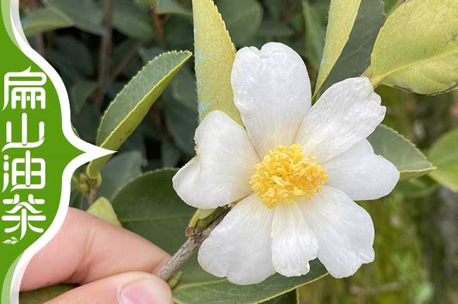 白花油茶（chá）苗