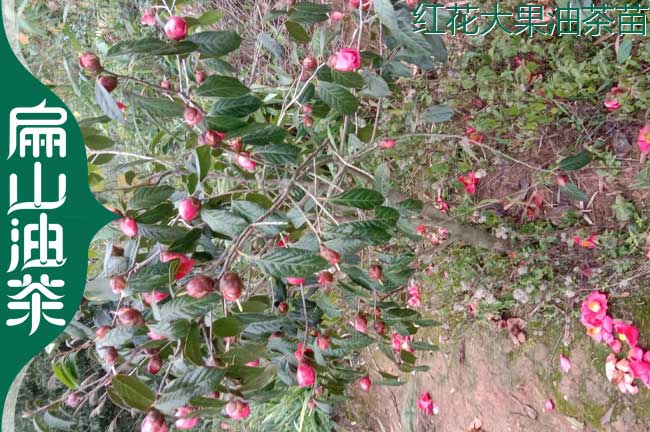 紅花油茶苗（miáo）