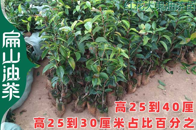 江西（xī）大紅花油（yóu）茶苗