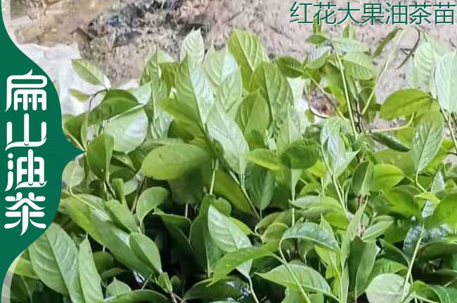 東西大果油（yóu）茶樹苗