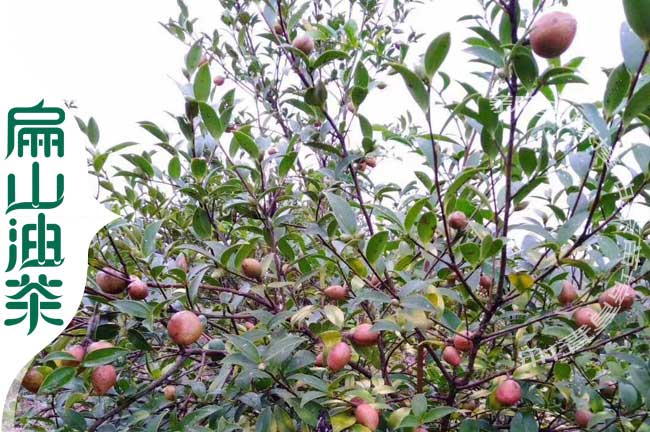 贛無油（yóu）茶樹苗