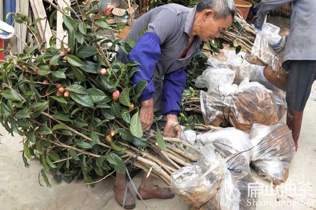 江西大紅花油（yóu）茶苗（miáo）