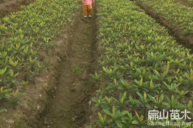 官（guān）陽鎮楊梅苗培養