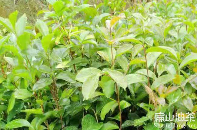 馬鞍山油茶種植基地◐安徽馬鞍（ān）山茶樹苗批發