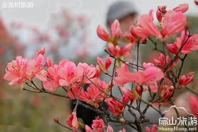 龍岩扁山杜鵑花