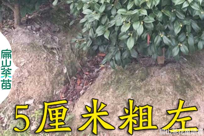 龍岩茶花苗培育