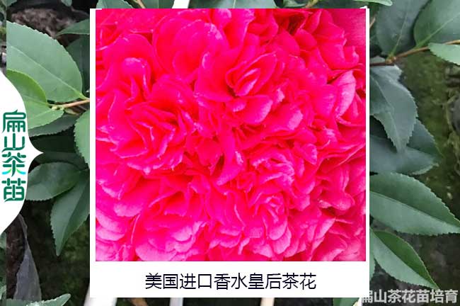 濮（pú）陽香水皇（huáng）後（hòu）茶花苗