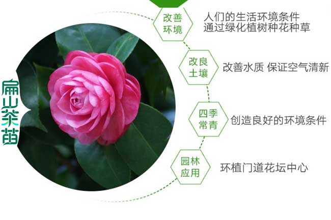 鶴壁茶花苗培（péi）育