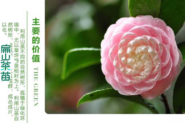 金昌茶花苗培（péi）育