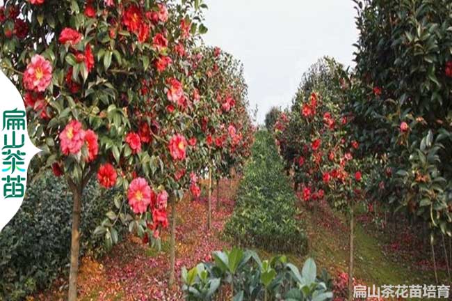 萍鄉茶花苗培育