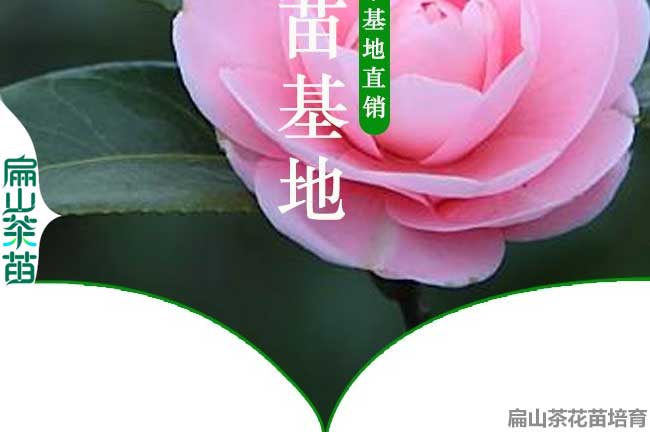 酒泉茶花（huā）苗培育