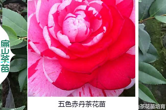 商丘五（wǔ）色赤丹茶花苗培（péi）育