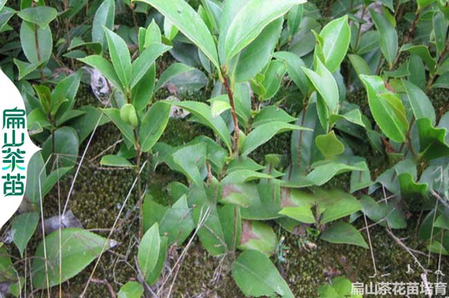 鶴壁（bì）茶葉苗培育