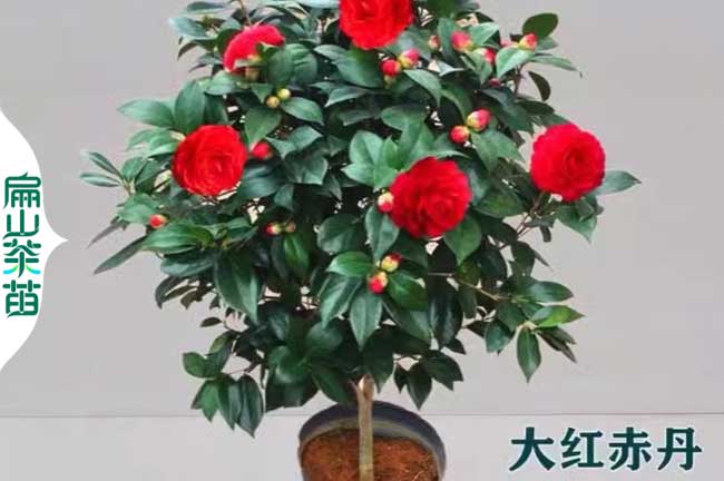 福建五色茶花苗批發