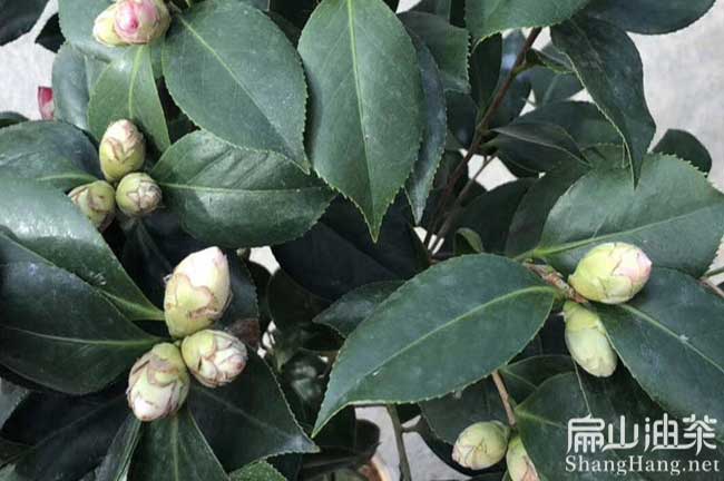 廣西紅花（huā）油茶（chá）種子