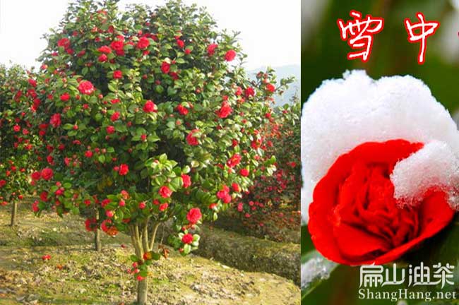 江西紅花大果（guǒ）油茶苗