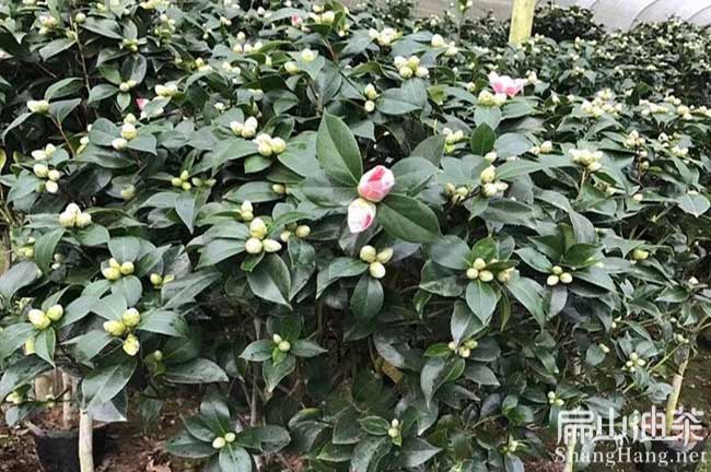 廣西茶花苗（miáo）批發