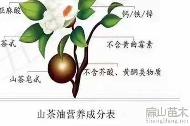 資陽油茶種植