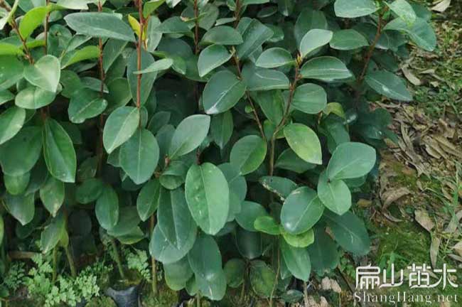 德化油（yóu）茶苗批發