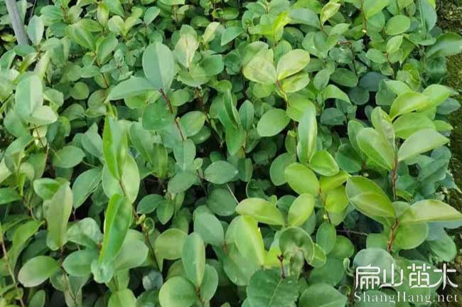 尉氏軟件油（yóu）茶苗