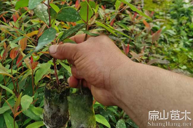 綿陽油茶苗（miáo）批發