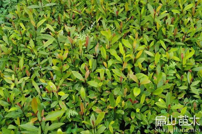 三明（míng）油（yóu）茶種植