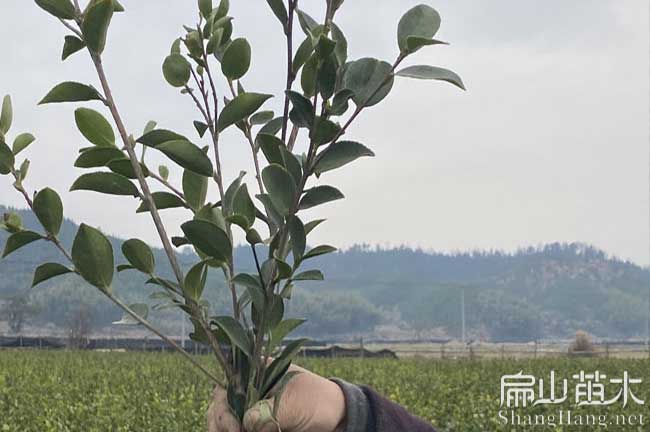 萍鄉大果紅花（huā）樹（shù）