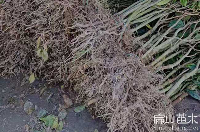 湘東大果油茶種植