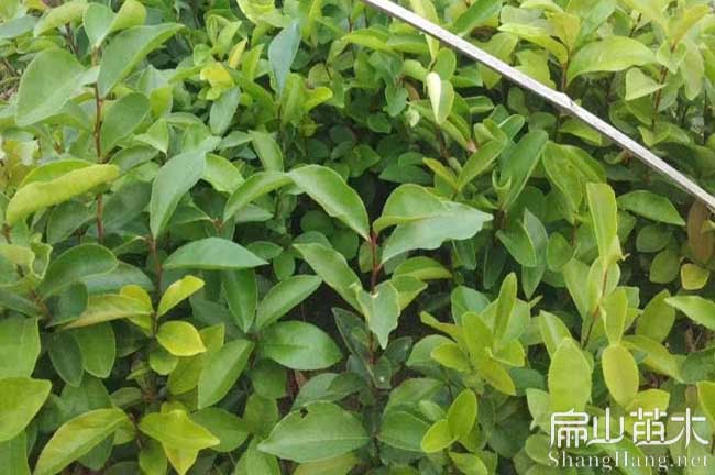 資溪（xī）長林油茶（chá）苗