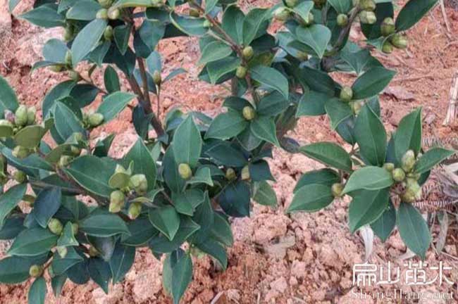 惠（huì）安三華油茶苗批發