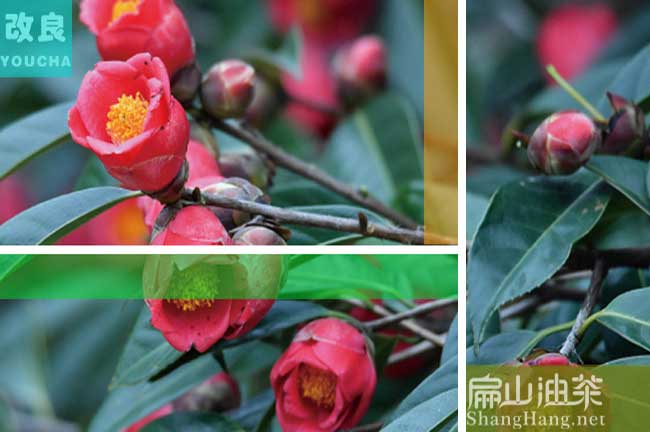 寧南紅花（huā）油茶（chá）樹