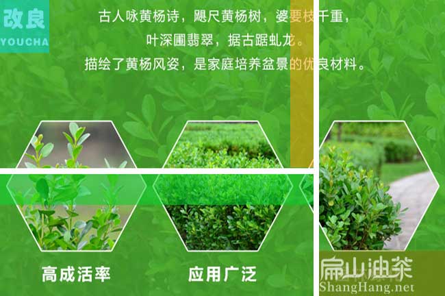 自（zì）貢油茶苗批發